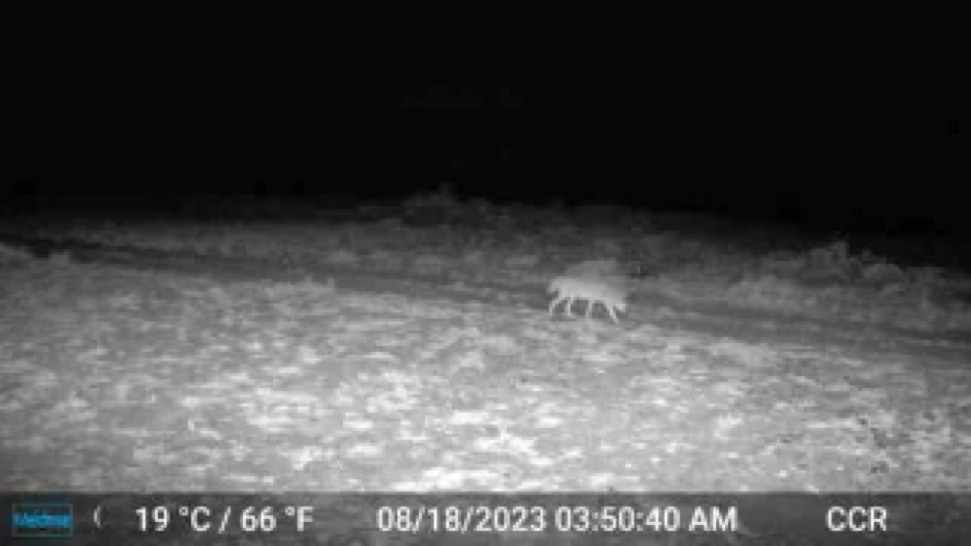 Coyote Game Camera - Cowiche Canyon