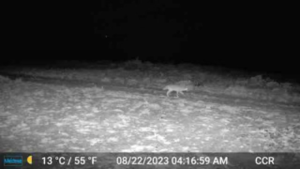 Coyote Game Camera - we83464