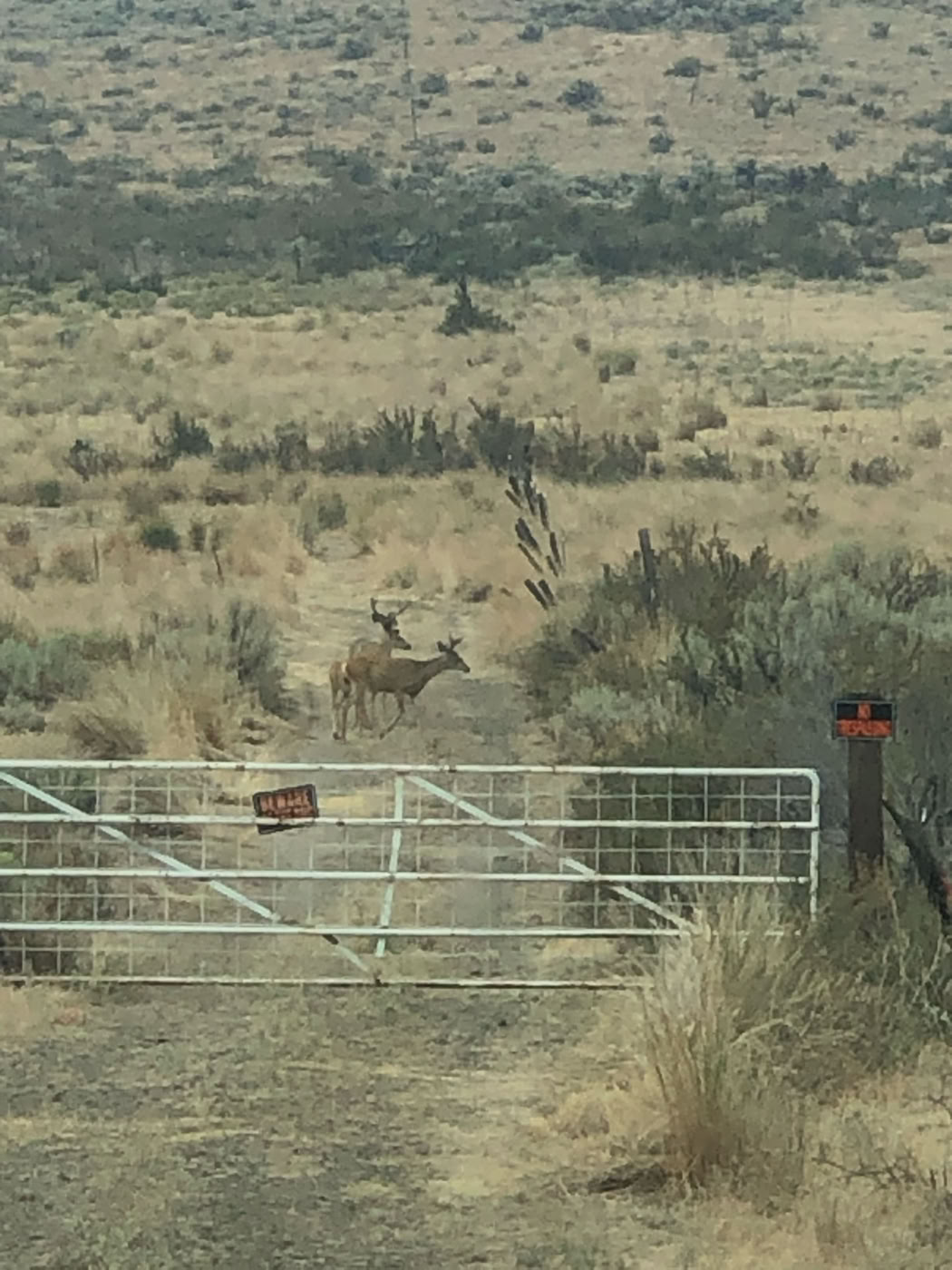 Cowiche Canyon Ranch Yakima Washington, elk - deer -wild turkeys cougars wolves coyotes hike the great outdoors.