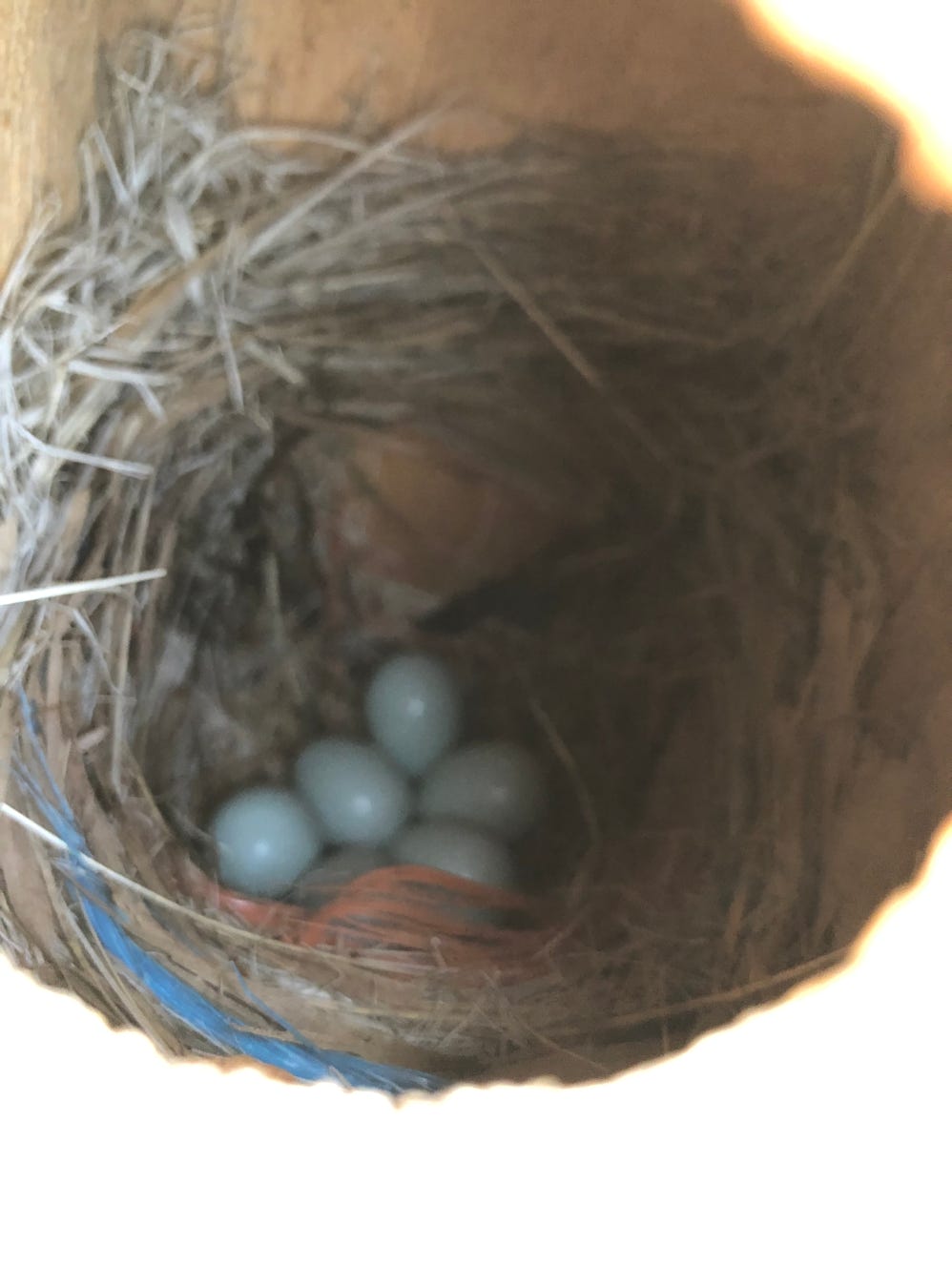 blue bird eggs