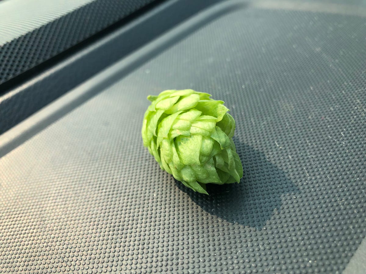 yakima valley hops