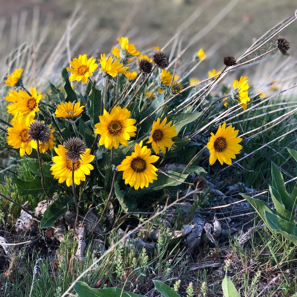 wildflowers in yakima washington