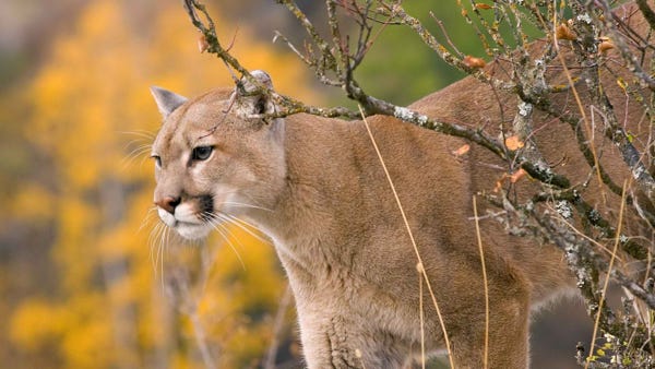 cougar washington state