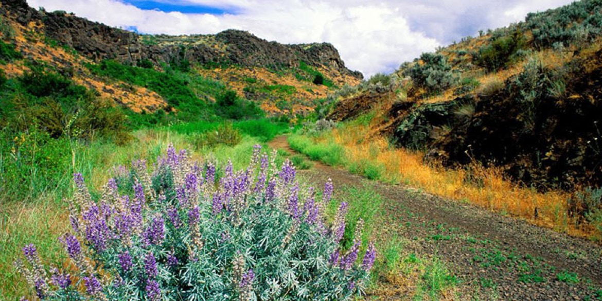 wildflowers yakima wa