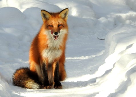 red fox washington
