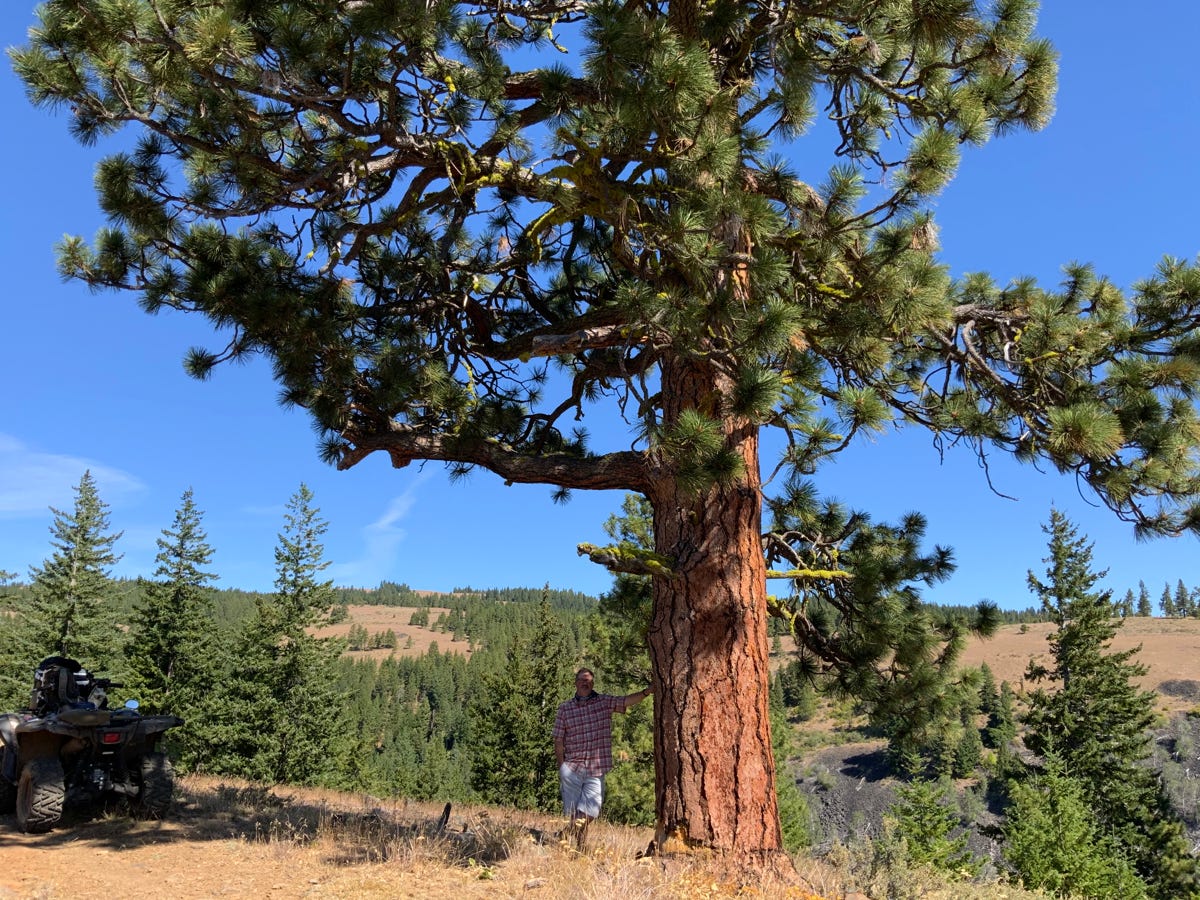 big trees yakima washington