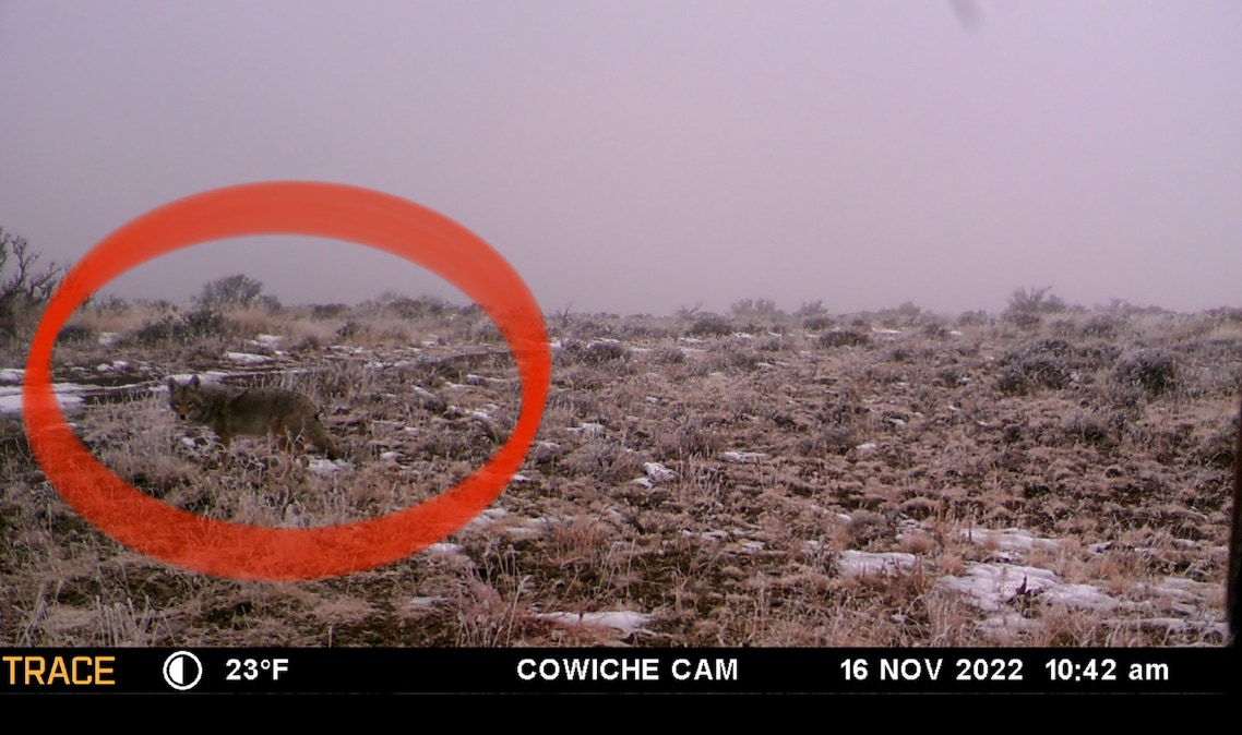 coyotes caught on our game camera