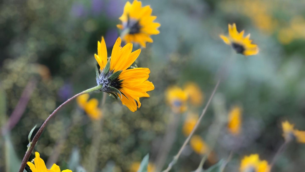 cowiche canyon Photos