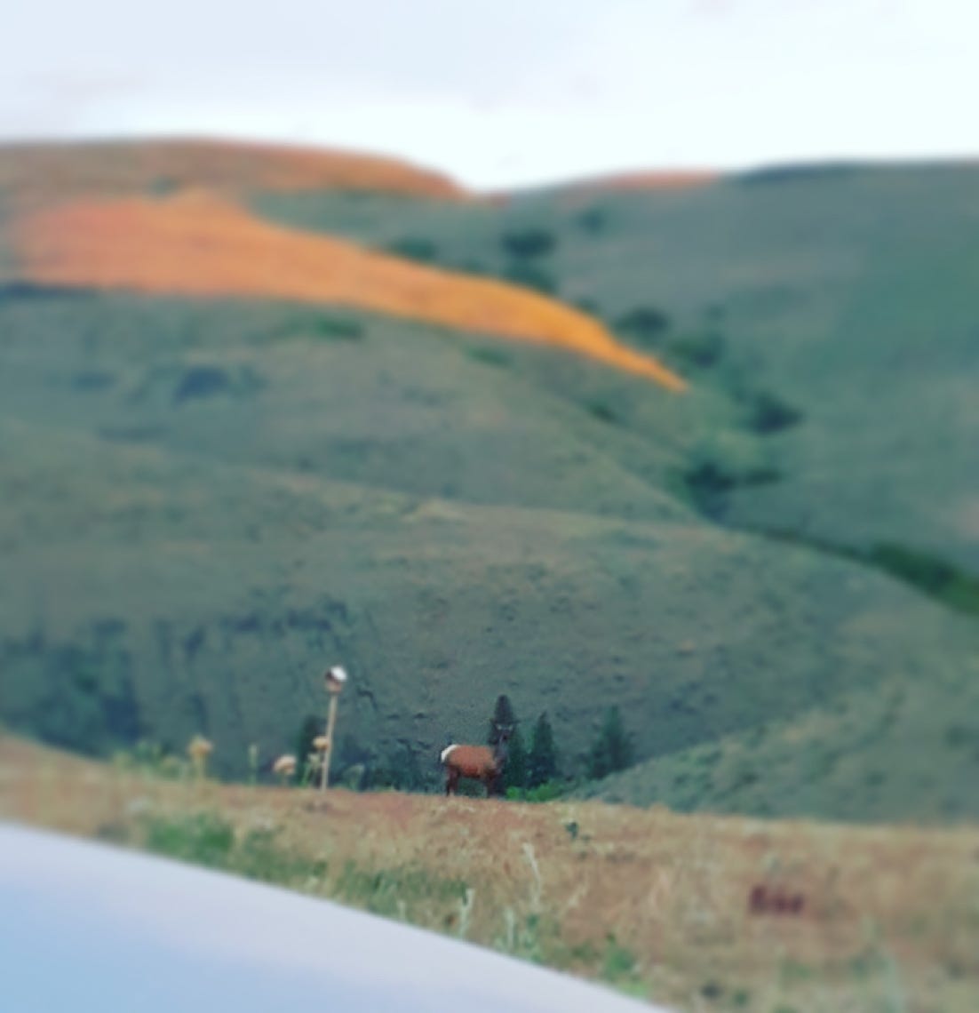 elk ccr ranch