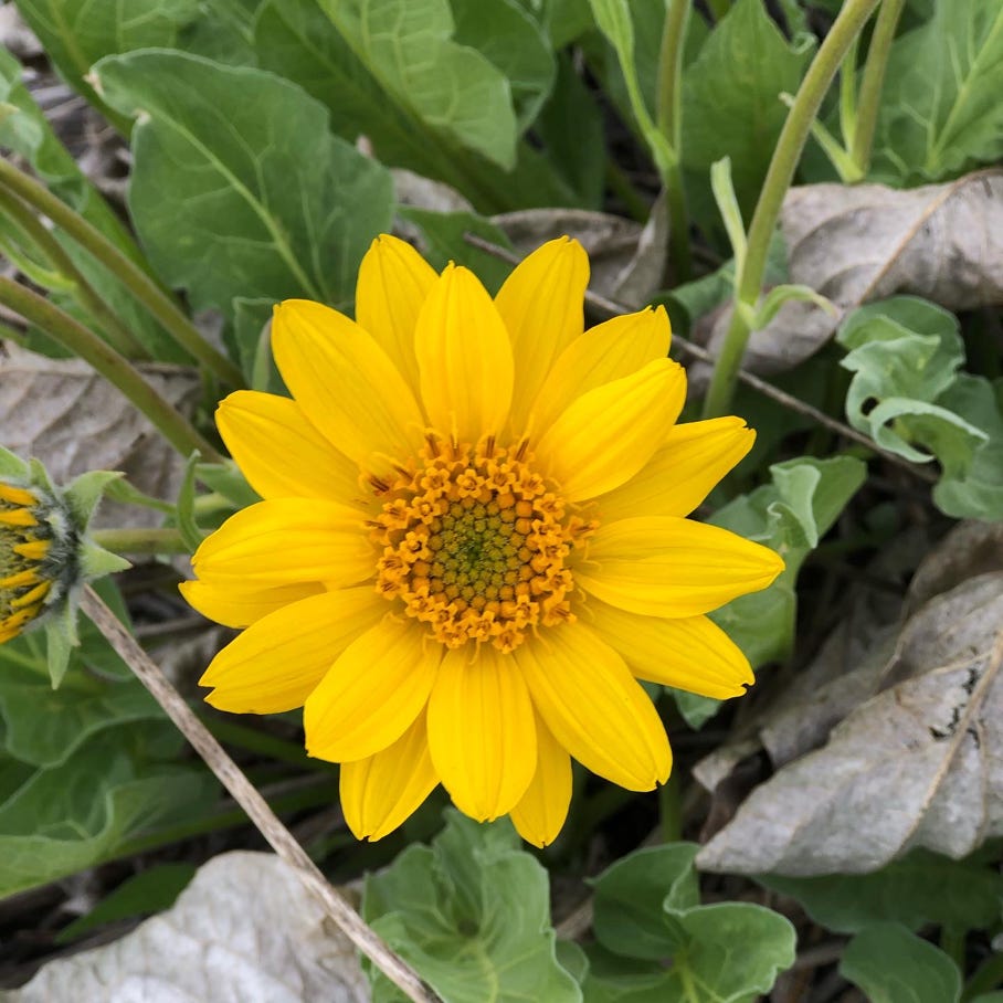 wild flowers cowiche canyon 