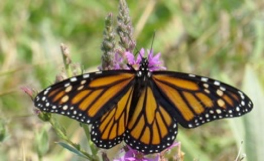 monarch butter fly