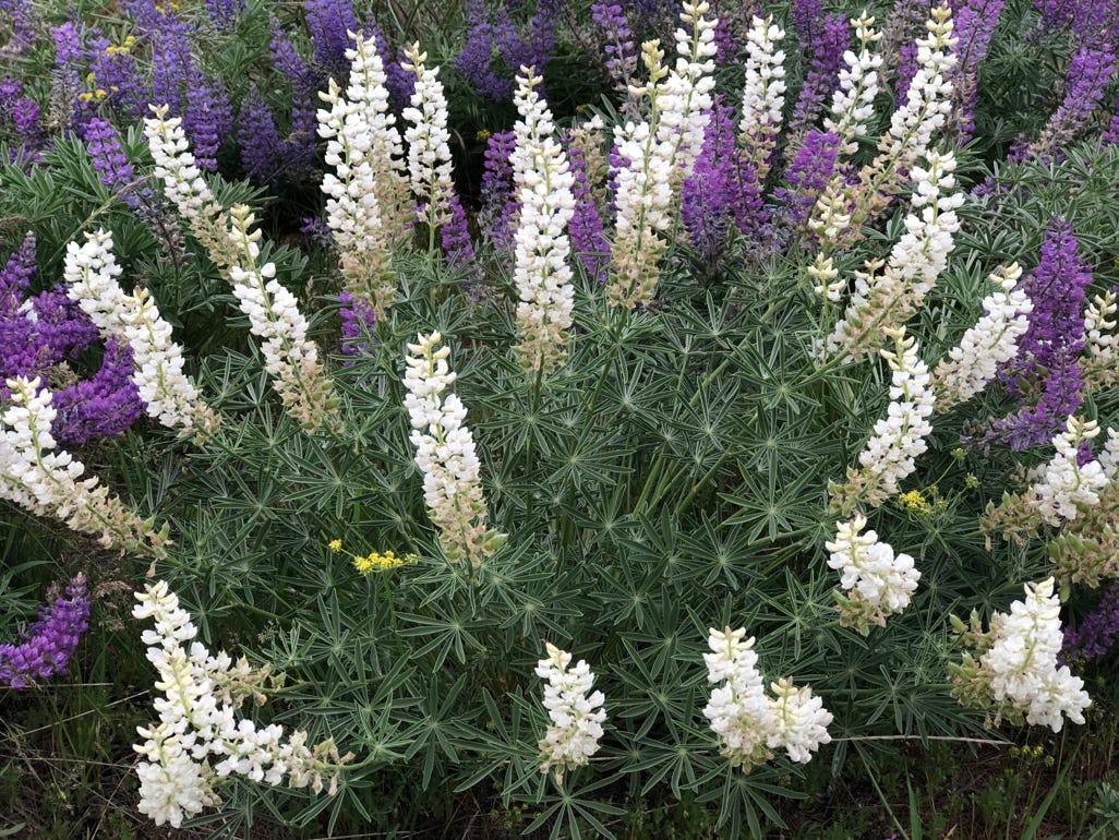 wild flowers in the mountains