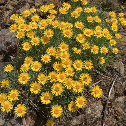 Cowiche_Wildflowers.jpg