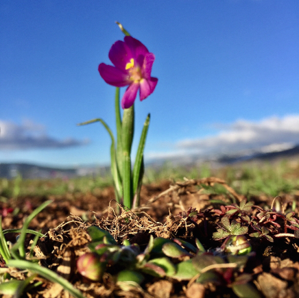 Cowiche_Canyon_Wild_Flowers.jpg